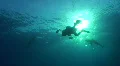Below view of Diver and two Silky sharks HD Footage