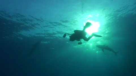 Below view of Diver and two Silky sharks Stock Footage 738370