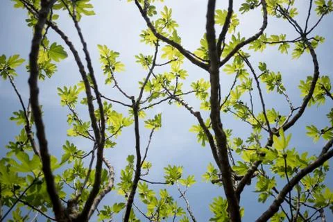 Below view of fig tree with green leaves and foliage and branches, with clear 스톡 사진