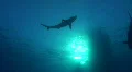 Below view of a Silky Shark HD Footage