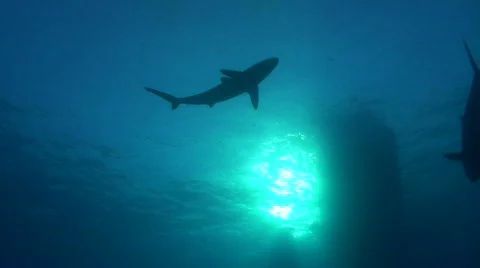 Below view of a Silky Shark Stock Footage 738371