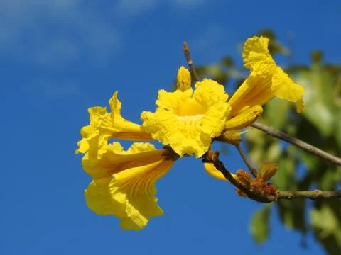 Below Yellow Stock-Fotos