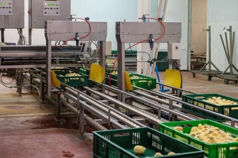 Belt conveyor for counting and sorting chicks Stock Photos