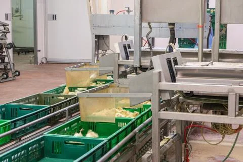 Belt conveyor for counting and sorting chicks Stock Photos