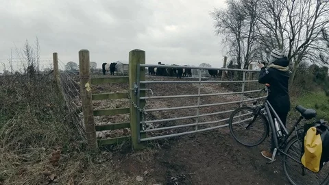Belted Galloway (Bos taurus) cows feedingon hay. Stock Footage 86438392