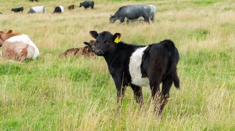 Belted Galloway calf in a field Stock-Fotos