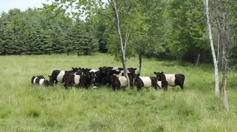 Belted Galloway cattle Stock Footage 51678188