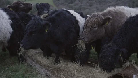 Belted Galloway cattle herd eating hay in a rural field Stock Footage 340545526