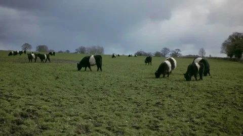 Belted Galloway cows feeding on grass. Overcast sky with trees in background. 動画素材 89323883