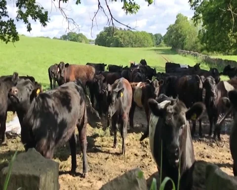 Belted Galloway cows Video stock 111782750