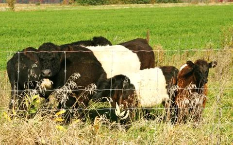 Belted Galloway cows Stock Photos