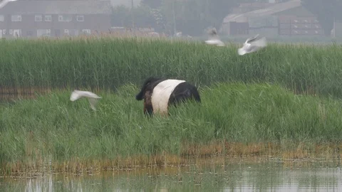 Belted galloway moving through gull colony grazing Video stock 98914374