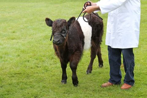 Belted Galloway. Stock Photos