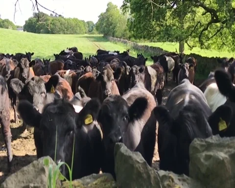Belted Galloways by wall Video stock 111782747