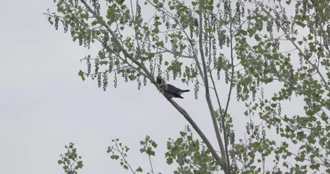 Belted kingfisher calling from Russian olive tree in riparian habitat Stockbeeldmateriaal 334483442
