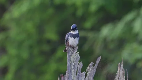 Belted Kingfisher with fish Stock Footage 278466356