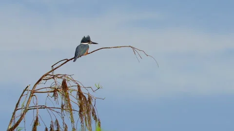 BELTED KINGFISHER Video stock 273199354