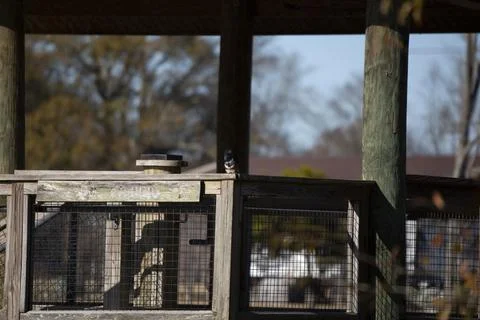 Belted Kingfisher Looking Down Stock Photos