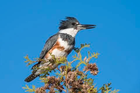 Belted Kingfisher Stock Photos