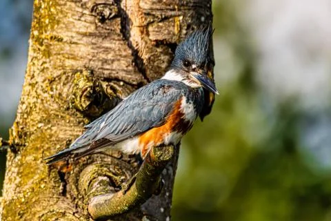 Belted Kingfisher Stock Photos