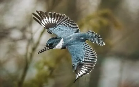 Belted Kingfisher Stock Photos