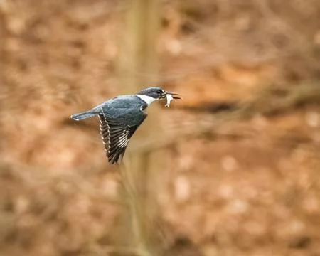 Belted Kingfisher 스톡 사진