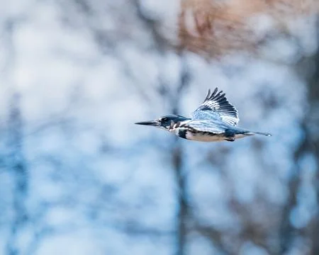 Belted Kingfisher Stock Photos