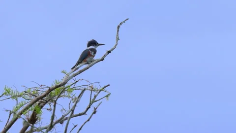 BELTED KINGFISHER PREENING Stock Footage 273210045