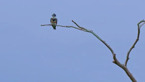 BELTED KINGFISHER TAKING FLIGHT Stock Footage 273208280