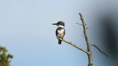 Belted Kingfisher in a tree. Stock Footage 74007694