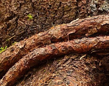 Belted strain of spruce Stock Photos