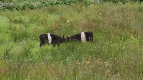 BeltedGallowayCalvesPlaying Stock Footage 283637674