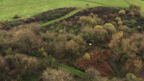 BeltedGallowayCowsGrasing 스톡 동영상 243001633