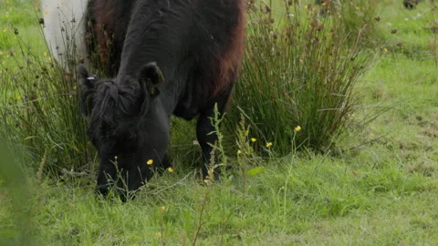 BeltedGallowayEatingGrass Video stock 283636974