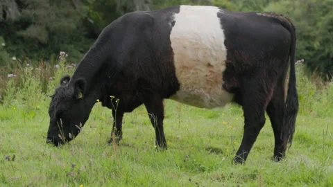 BeltedGallowayEatingGrass2 Stock Footage 283637260