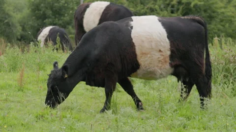 BeltedGalloways Video stock 283637549
