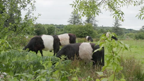 BeltedGallowaysInAField Stock Footage 283637725