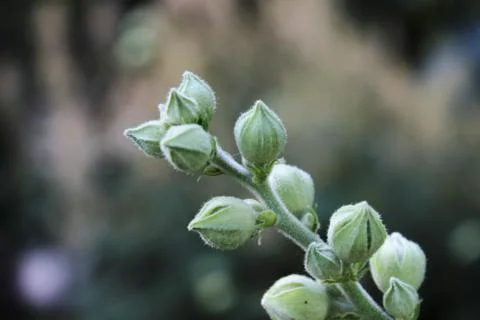 Belts of mallow Stock Photos