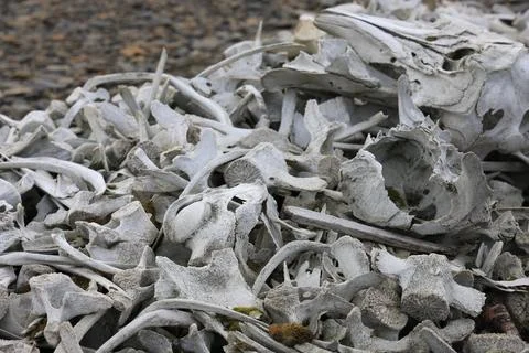 Beluga bones on the beach in Svalbard Stock Photos