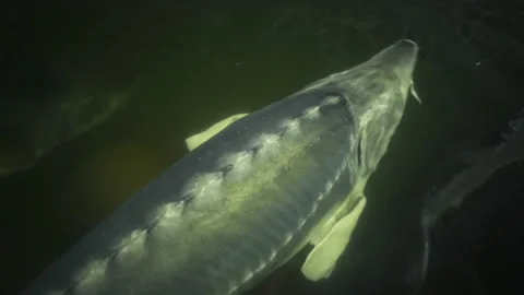 Beluga in fish farming pool Video stock 143226324