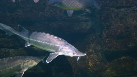 Beluga float in  aquarium Vidéo 74631835