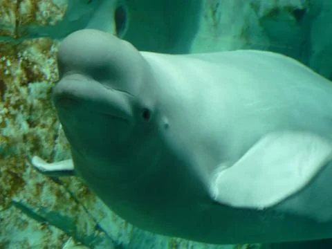 Beluga in the foreground 스톡 사진