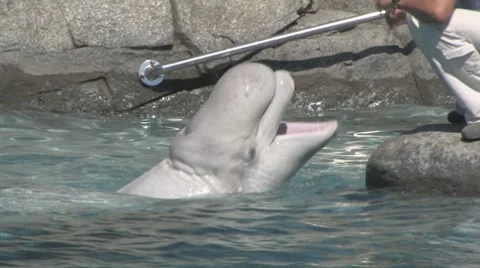 Beluga opening mouth Stock Footage 7752916