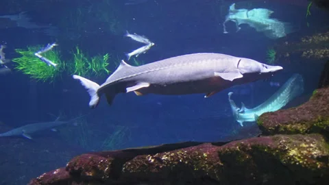 Beluga sturgeon swims in front of the camera in full growth Stock Footage 201218725
