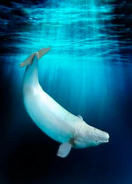 Beluga whale, artwork Stock Illustration