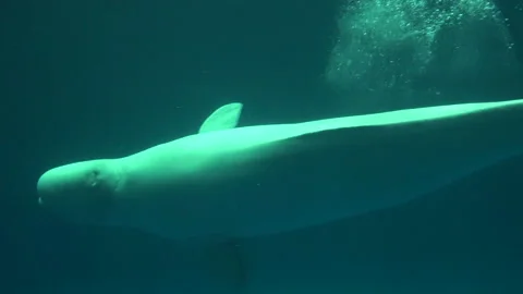 Beluga whale creates a bubble ring and goes through it underwater. 4K Vidéo 144521593