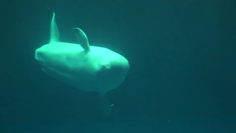 Beluga whale creates a bubble ring and goes through it underwater. 4K Vidéo 144521735