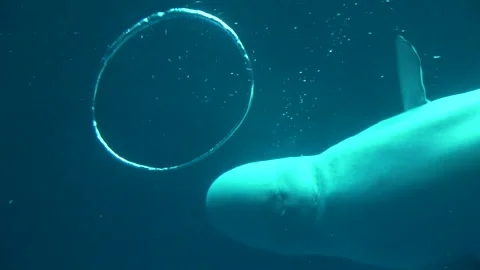Beluga whale creates a bubble ring. Delphinapterus leucas. White. Close up. 4K Vidéo 144653086
