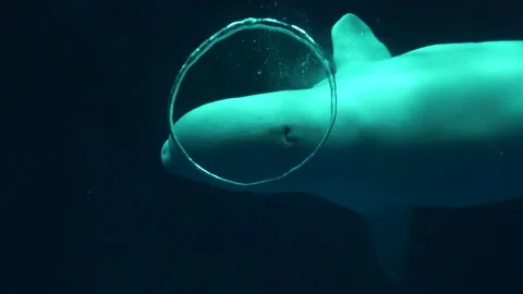 Beluga whale creates a bubble ring. Delphinapterus leucas. White. Close up. 4K Stock Footage 274426600