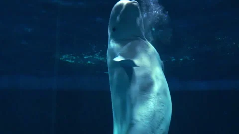 Beluga whale creates a bubble ring. Delphinapterus leucas. White. Close up. 4K Vidéo 282697108